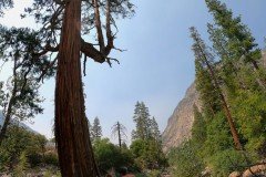 Giant Sequoia - Nude but not Nude