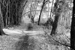 Bamboo Forest -  Out in Nature
