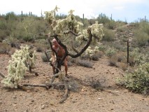 Cautious Fun in the Desert - Nude but not Nude