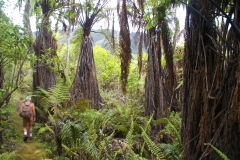 Naturist walk in New Zealand -  Out in Nature